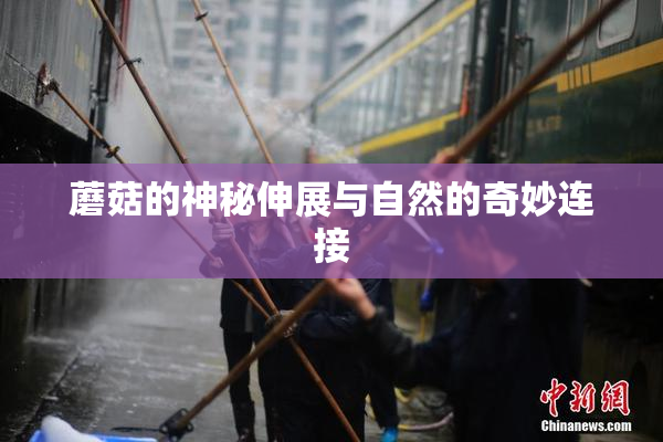 蘑菇的神秘伸展与自然的奇妙连接