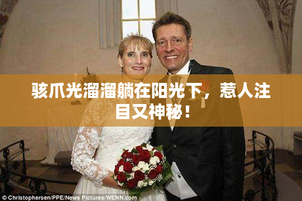 骇爪光溜溜躺在阳光下，惹人注目又神秘！