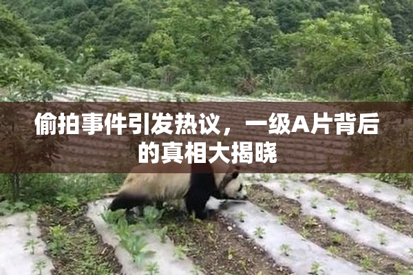 偷拍事件引发热议，一级A片背后的真相大揭晓