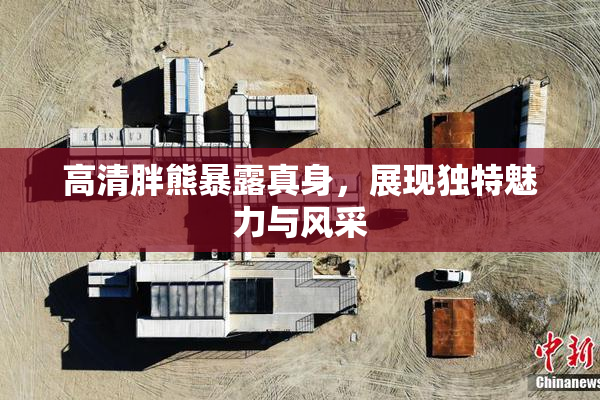 高清胖熊暴露真身，展现独特魅力与风采