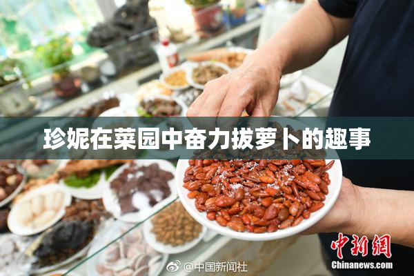 珍妮在菜园中奋力拔萝卜的趣事