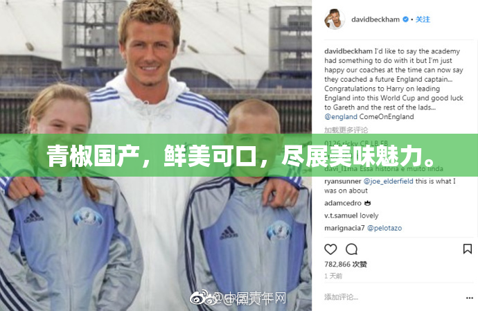 青椒国产，鲜美可口，尽展美味魅力。