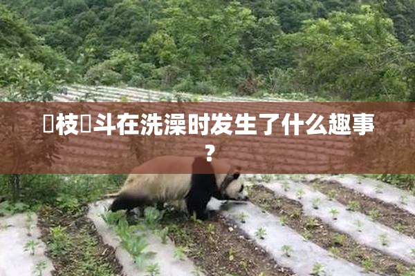 狛枝凪斗在洗澡时发生了什么趣事？