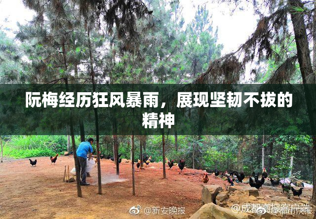 阮梅经历狂风暴雨，展现坚韧不拔的精神