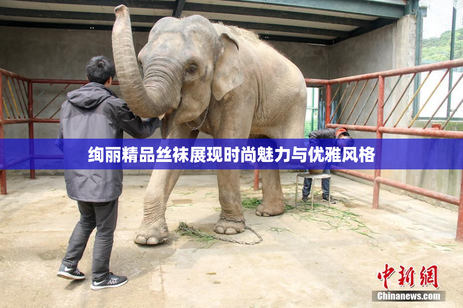 绚丽精品丝袜展现时尚魅力与优雅风格