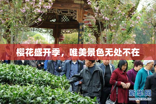 樱花盛开季，唯美景色无处不在