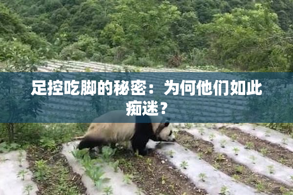 足控吃脚的秘密：为何他们如此痴迷？