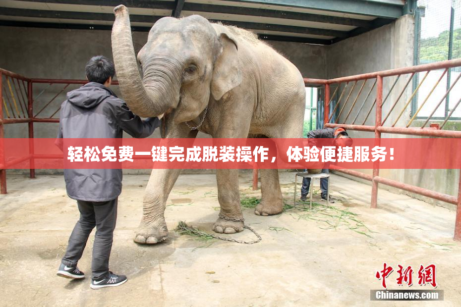 轻松免费一键完成脱装操作，体验便捷服务！