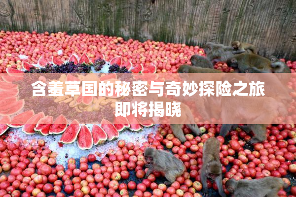 含羞草国的秘密与奇妙探险之旅即将揭晓