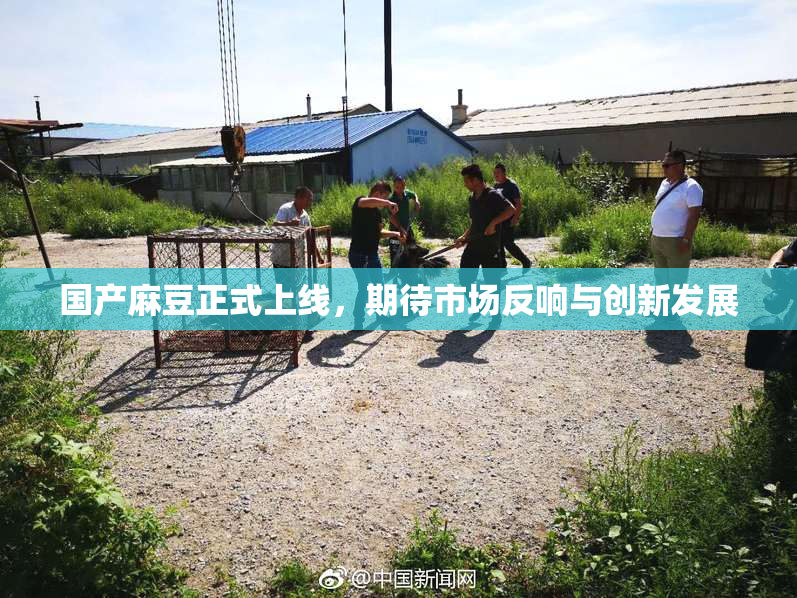 国产麻豆正式上线，期待市场反响与创新发展