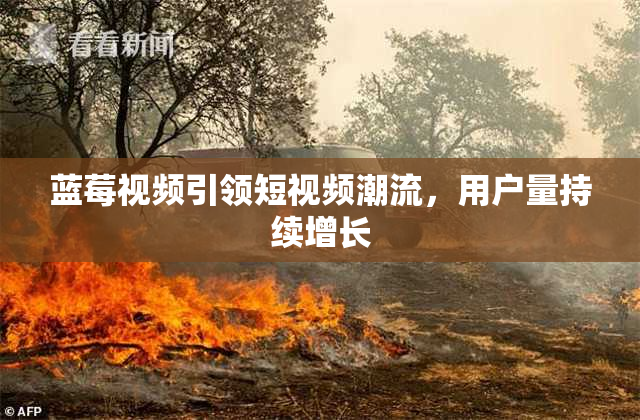 蓝莓视频引领短视频潮流，用户量持续增长