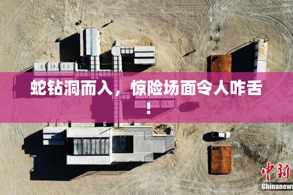 蛇钻洞而入，惊险场面令人咋舌！