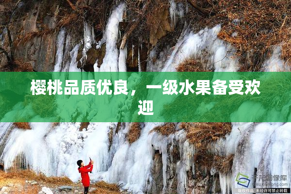 樱桃品质优良，一级水果备受欢迎