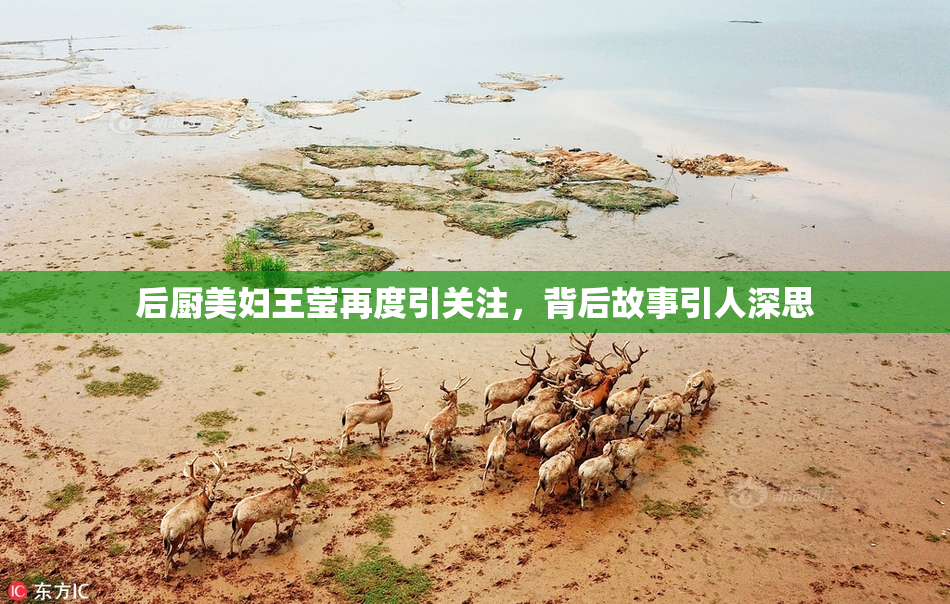 后厨美妇王莹再度引关注，背后故事引人深思