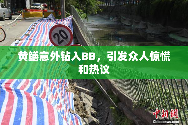 黄鳝意外钻入BB，引发众人惊慌和热议