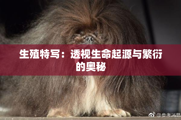 生殖特写：透视生命起源与繁衍的奥秘