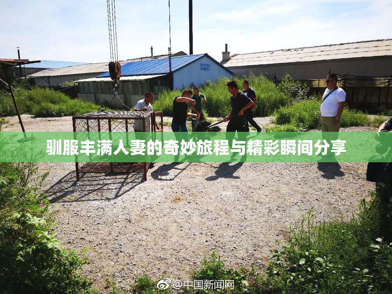 驯服丰满人妻的奇妙旅程与精彩瞬间分享