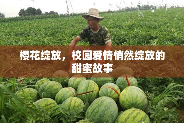 樱花绽放，校园爱情悄然绽放的甜蜜故事