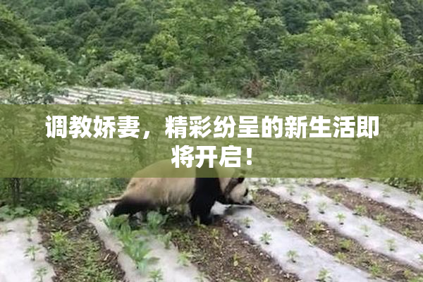 调教娇妻，精彩纷呈的新生活即将开启！