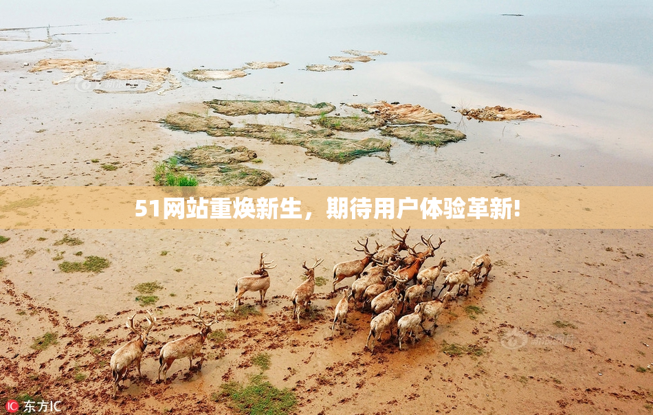 51网站重焕新生，期待用户体验革新!