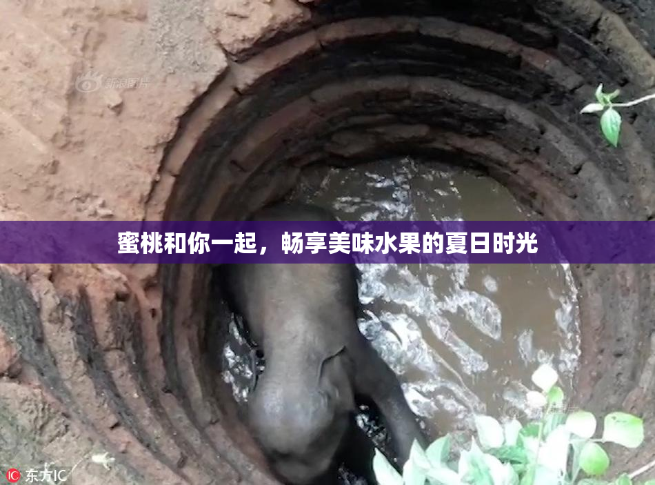 蜜桃和你一起，畅享美味水果的夏日时光