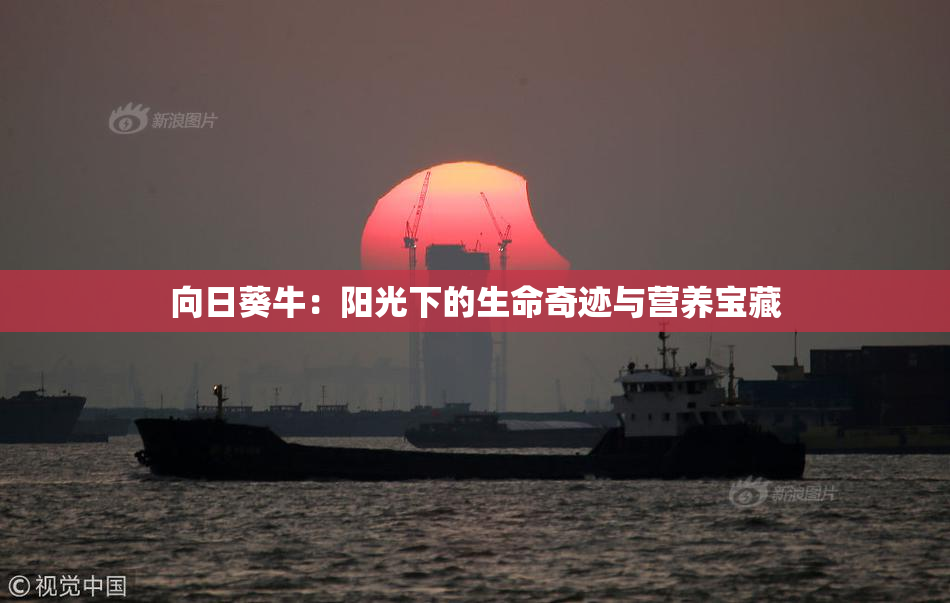向日葵牛：阳光下的生命奇迹与营养宝藏