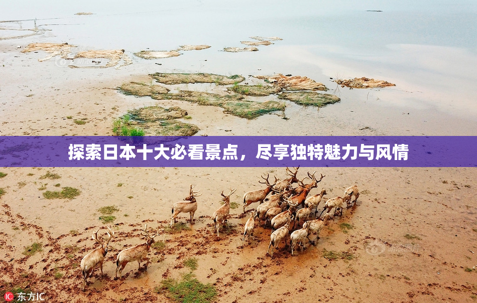 探索日本十大必看景点，尽享独特魅力与风情