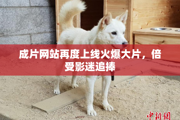 成片网站再度上线火爆大片，倍受影迷追捧