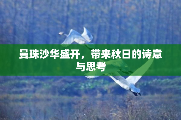 曼珠沙华盛开，带来秋日的诗意与思考