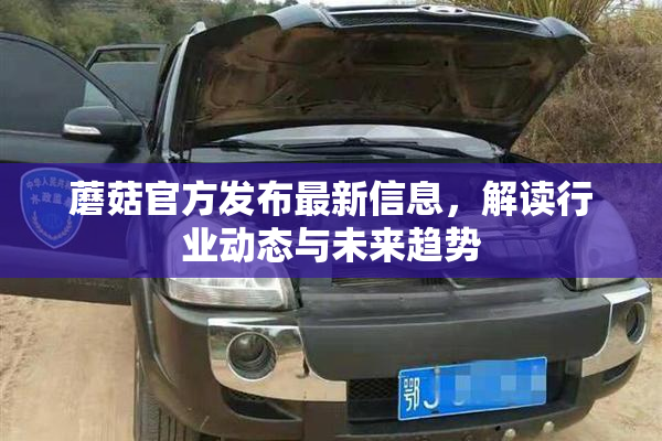 蘑菇官方发布最新信息，解读行业动态与未来趋势