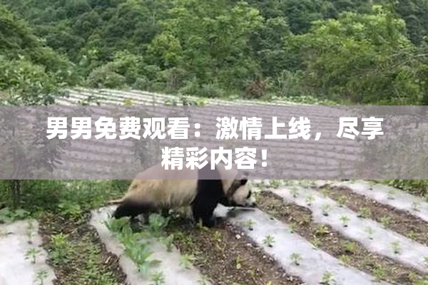 男男免费观看：激情上线，尽享精彩内容！