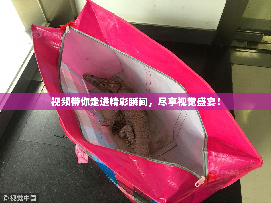 视频带你走进精彩瞬间，尽享视觉盛宴！