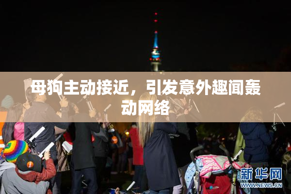 母狗主动接近，引发意外趣闻轰动网络