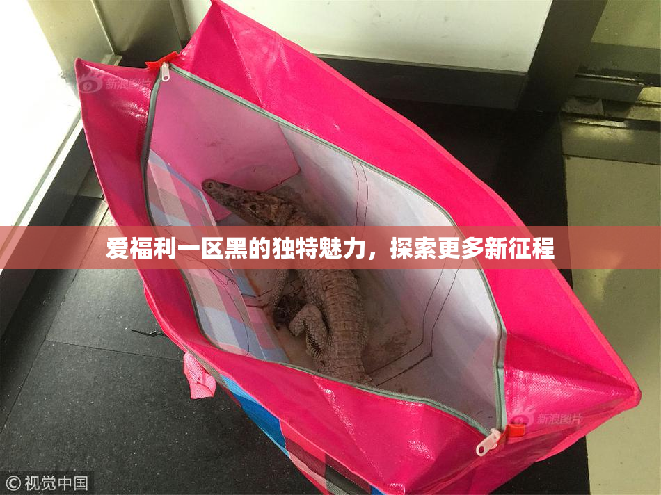 爱福利一区黑的独特魅力，探索更多新征程