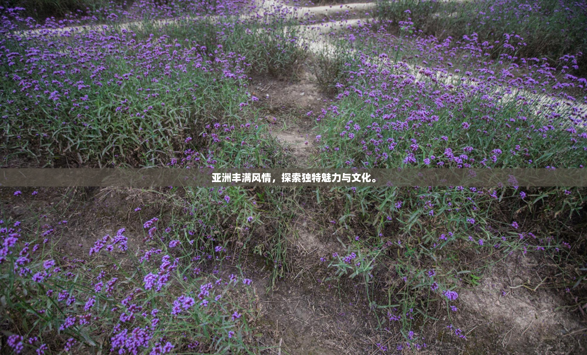 亚洲丰满风情，探索独特魅力与文化。