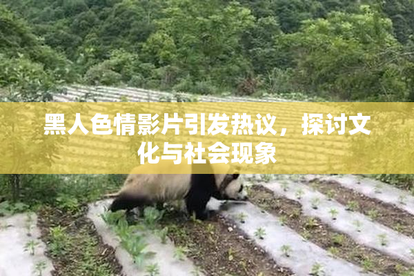 黑人色情影片引发热议，探讨文化与社会现象