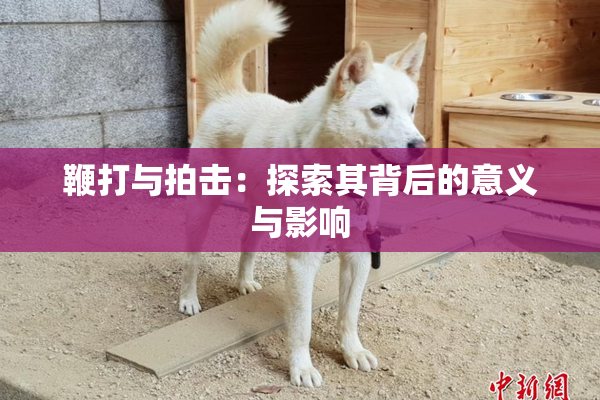 鞭打与拍击：探索其背后的意义与影响